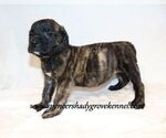 Image preview for Ad Listing. Nickname: litter of 9