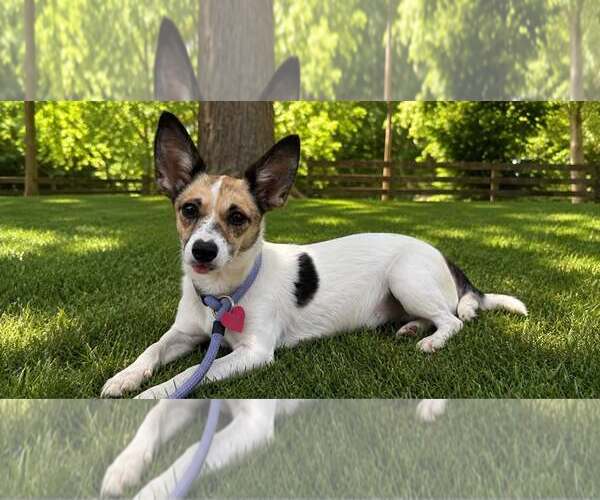 Medium Photo #1 Mutt Puppy For Sale in Shelburne, VT, USA