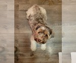 Small Photo #1 Yorkshire Terrier Puppy For Sale in NORTHGLENN, CO, USA