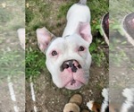 Small #1 Free-Lance Bulldog