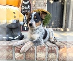 Image preview for Ad Listing. Nickname: Boone