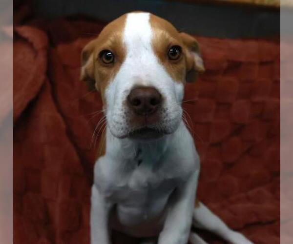 Medium Photo #1 Mutt Puppy For Sale in Thief River Falls, MN, USA