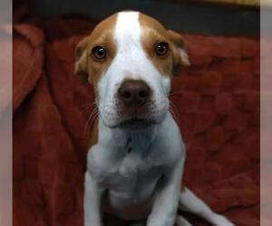 Mutt Dogs for adoption in Thief River Falls, MN, USA