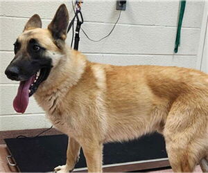 Mutt Dogs for adoption in Ogden, UT, USA