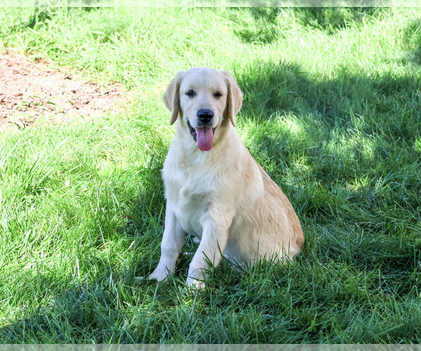 Medium Photo #5 Golden Retriever Puppy For Sale in SYRACUSE, IN, USA