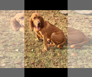 Father of the Bloodhound puppies born on 09/12/2022