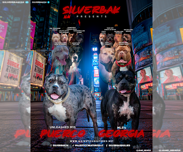 Medium Photo #2 American Bully Puppy For Sale in CHAMPAIGN, IL, USA