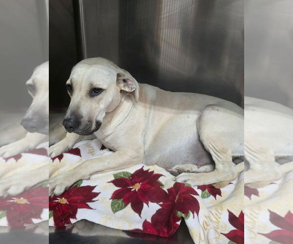 Medium Photo #3 Shepradors Puppy For Sale in Alexander, AR, USA