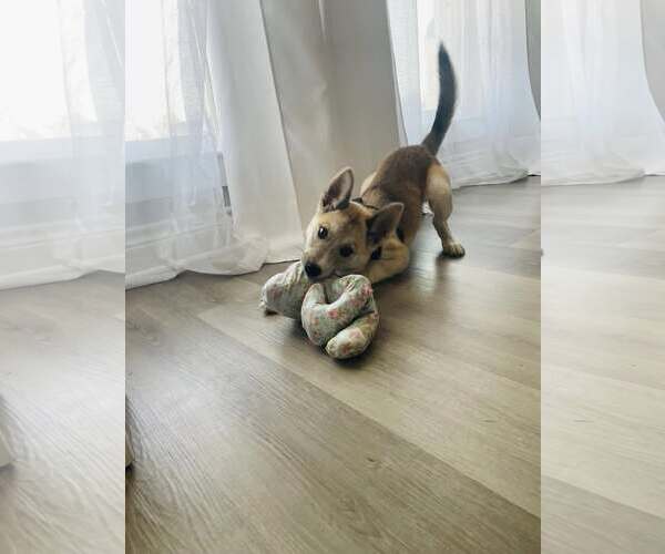 Medium Photo #3 Siberian Husky-Unknown Mix Puppy For Sale in Carrollton, TX, USA