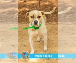 Staffordshire Bull Terrier Dogs for adoption in Mobile, AL, USA