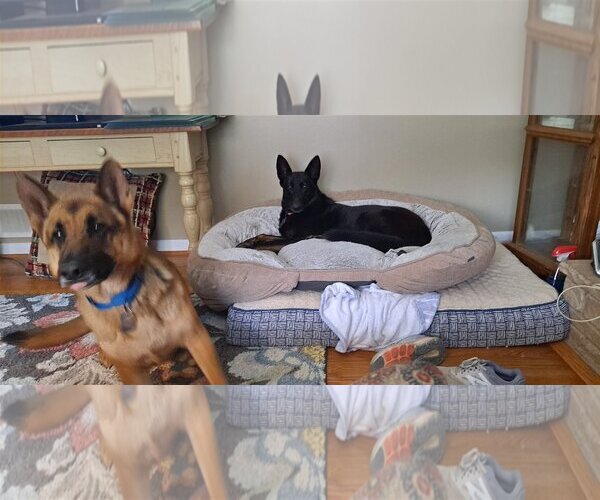 Medium Photo #4 German Shepherd Dog Puppy For Sale in Darlington, MD, USA