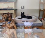 Small Photo #4 German Shepherd Dog Puppy For Sale in Darlington, MD, USA