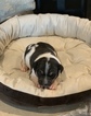 Small Photo #2 Rat Terrier Puppy For Sale in POOLVILLE, TX, USA