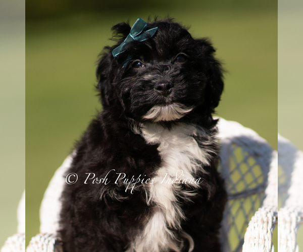 Medium Photo #4 Yorkipoo Puppy For Sale in WARSAW, IN, USA