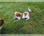 Small #4 Papillon