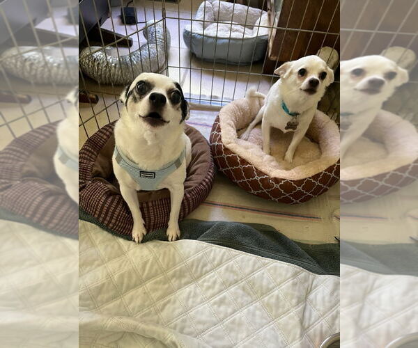 Medium Photo #6 Jack Chi Puppy For Sale in Oakhurst, NJ, USA