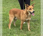 Small #3 Mutt