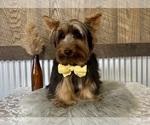 Small #7 Yorkshire Terrier