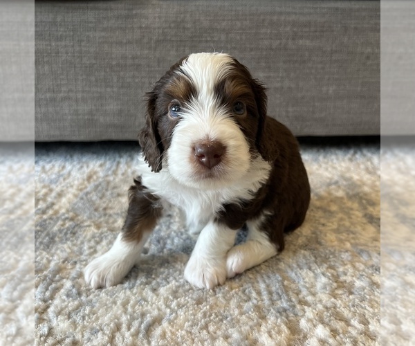 Medium Photo #2 Australian Mountain Dog Puppy For Sale in CULPEPER, VA, USA