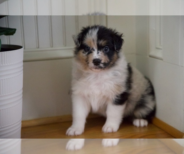 Medium Photo #5 Australian Shepherd Puppy For Sale in GREER, SC, USA