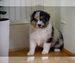 Small Photo #57 Australian Shepherd Puppy For Sale in GREER, SC, USA