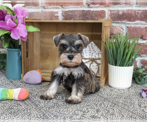 Schnauzer (Miniature) Puppy for sale in SYRACUSE, IN, USA