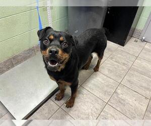 Rottweiler-Unknown Mix Dogs for adoption in Grand Prairie, TX, USA
