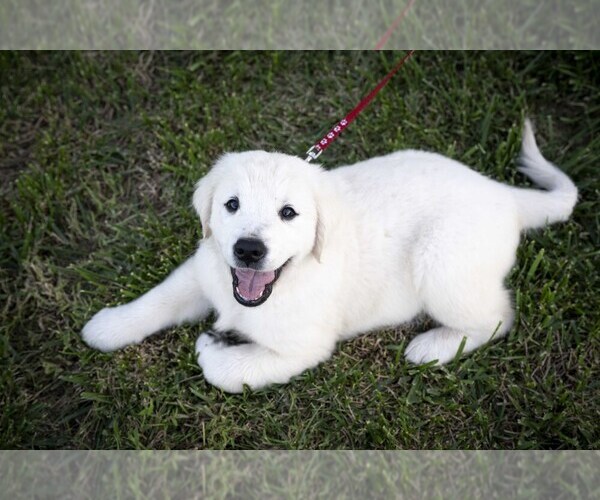 Medium Photo #1 Golden Retriever Puppy For Sale in WILTON, CA, USA