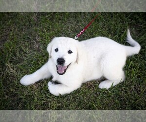 Medium Golden Retriever