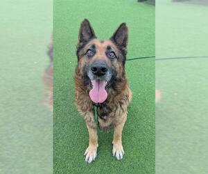 German Shepherd Dog Dogs for adoption in Camarillo, CA, USA