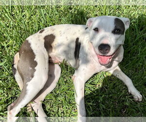 Staffordshire Bull Terrier-Unknown Mix Dogs for adoption in The Woodlands, TX, USA