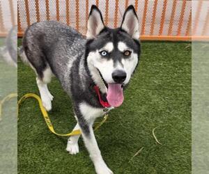 Siberian Husky-Unknown Mix Dogs for adoption in Las Vegas, NV, USA