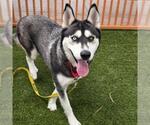 Small Siberian Husky Mix
