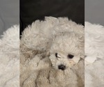 Puppy St Nick Bichon Frise
