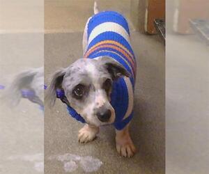 Miniature Schnauzer-Unknown Mix Dogs for adoption in Sacramento, CA, USA