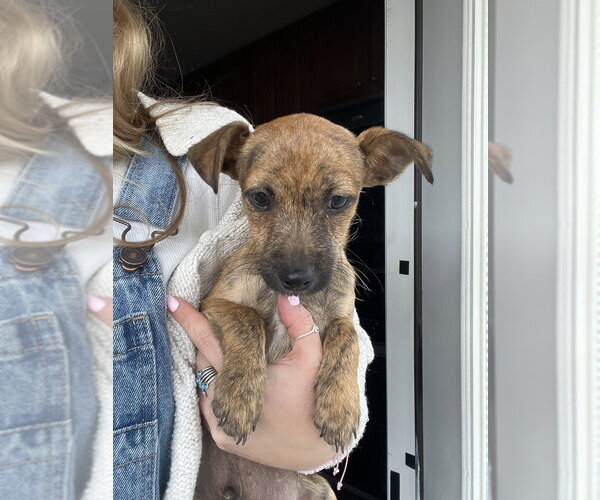 Medium Photo #5 ShiChi Puppy For Sale in Brewster, NY, USA