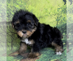 Small Photo #10 Yorkshire Terrier Puppy For Sale in AZLE, TX, USA