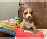 Small #4 Mutt