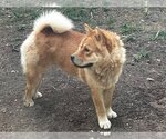 Small Chow Chow