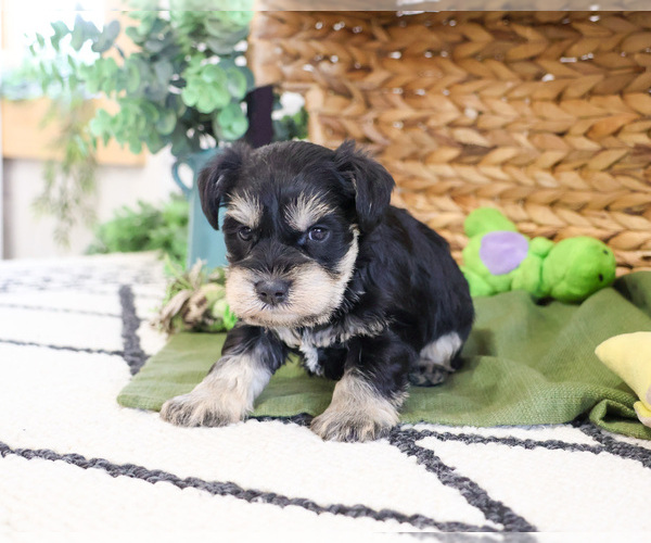 Medium Photo #4 Schnauzer (Miniature) Puppy For Sale in SYRACUSE, IN, USA