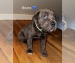 Puppy Bruno Cane Corso