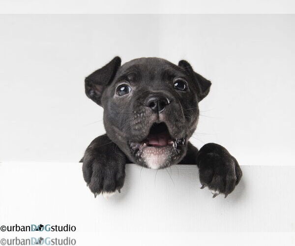 Medium Photo #4 Labrador Retriever-Unknown Mix Puppy For Sale in Tampa, FL, USA