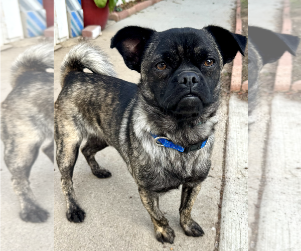 Medium Photo #1 Pug Puppy For Sale in Newport Beach, CA, USA