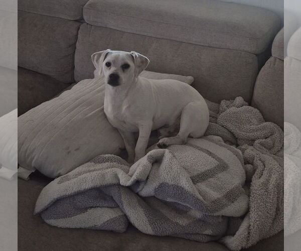 Medium Photo #2 Chihuahua Puppy For Sale in Rosenberg, TX, USA