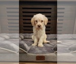 Small Photo #7 Miniature Labradoodle Puppy For Sale in ROY, WA, USA