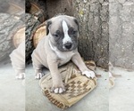 Small #1 American Bulldog