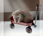 Small Photo #29 German Shepherd Dog Puppy For Sale in WASHINGTON, NJ, USA