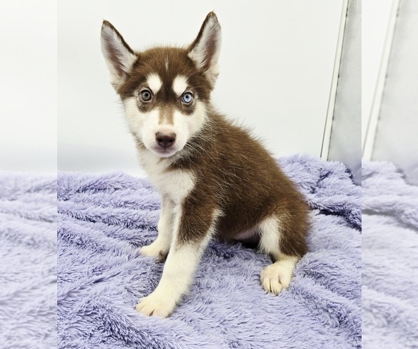 Medium Photo #3 Siberian Husky Puppy For Sale in SANDY HOOK, KY, USA
