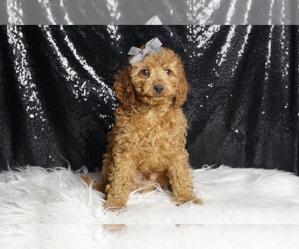 Medium Photo #4 Cavapoo Puppy For Sale in WARSAW, IN, USA