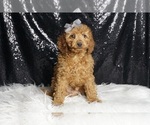 Small #3 Cavapoo